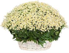 Цветочная композиция из Ромашки в корзине #REPLACE_PRED# Красногорской